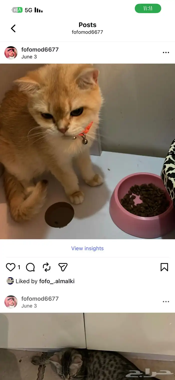 اوتيل قطط جدة. و طيور 1