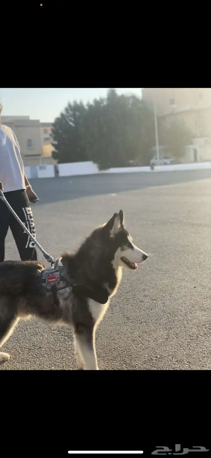 كلب ذكر هاسكي للتلقيح فقط 2