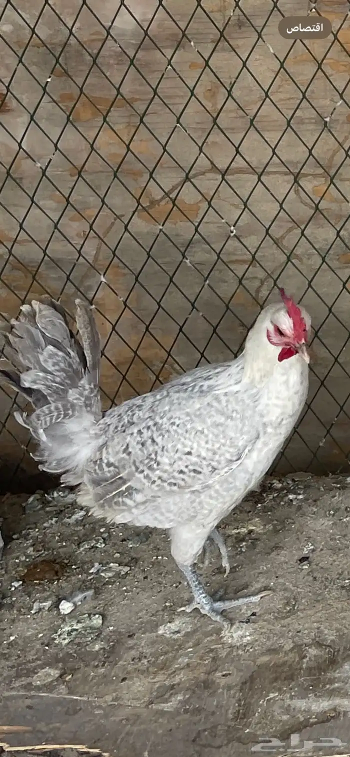 دجاجه فيومي 3