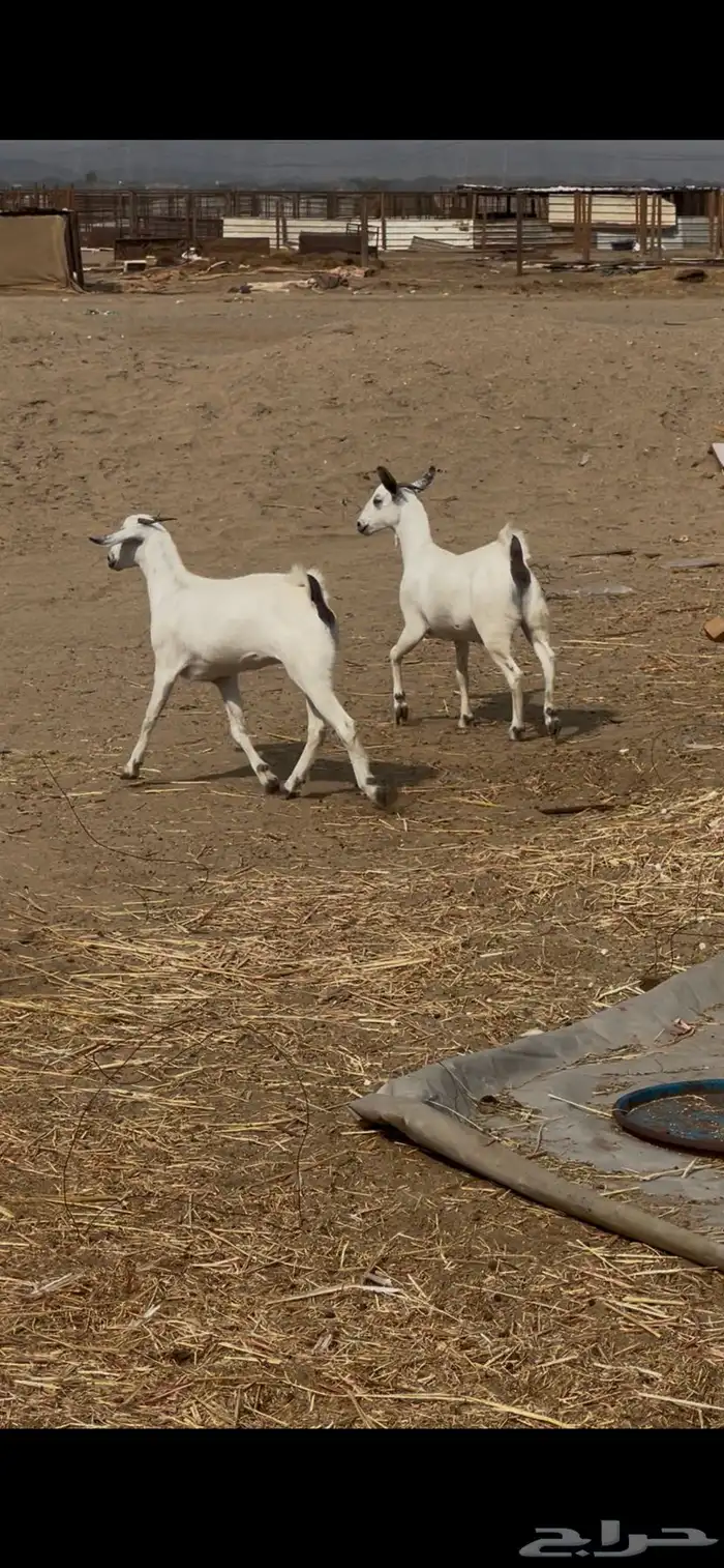 جفرات عفر دفيع 1