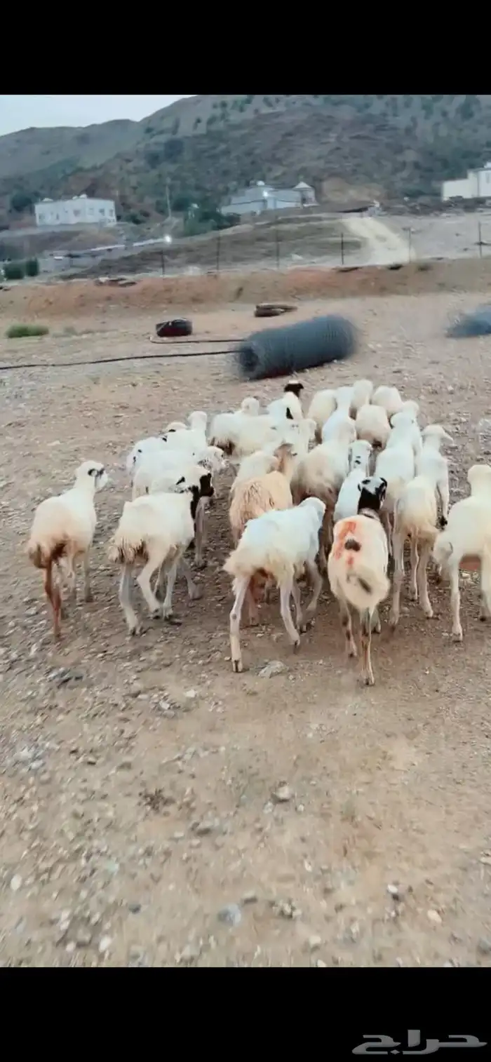 رخال رفيدية تربية محايل عسير 2