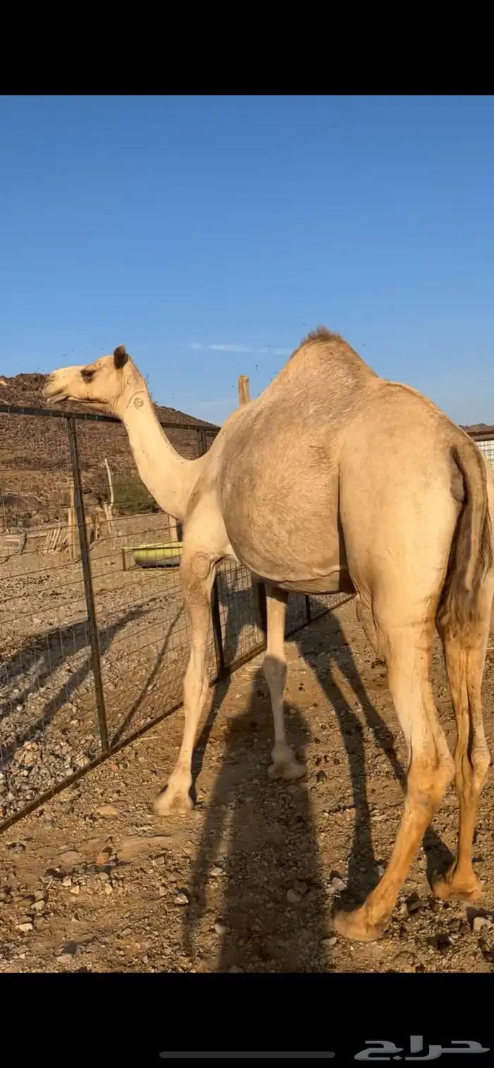 خلفه مصغر مهجنه 0