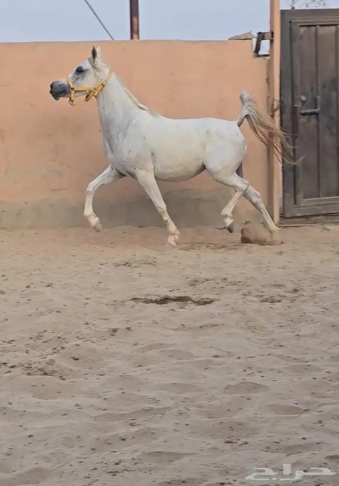 فرس واهو فاخره حفيدة جستس ولقاح 10 اشهر 0