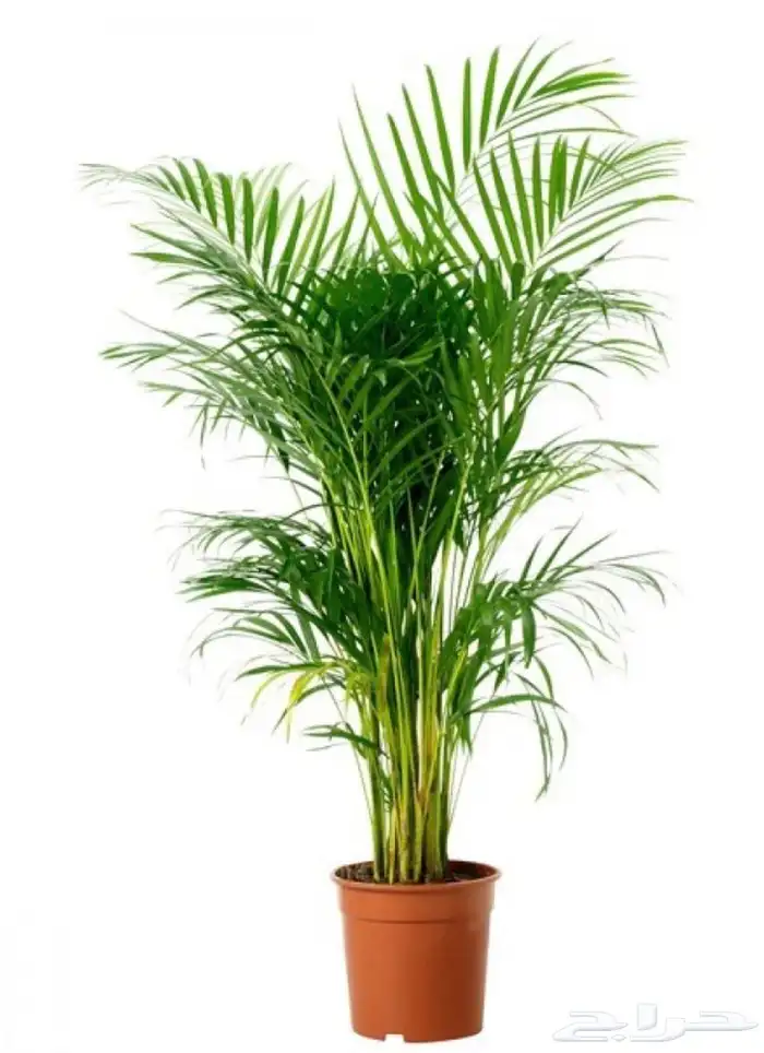 شجر اريكا طبيعي زرع 0