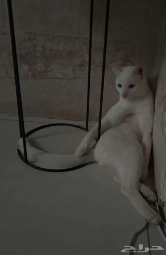 قطط للتبني 17