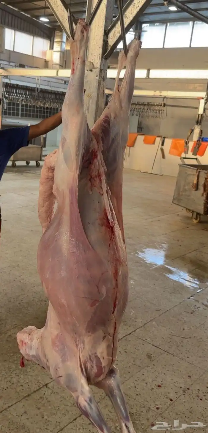 سواكن حمري فل شحم 7