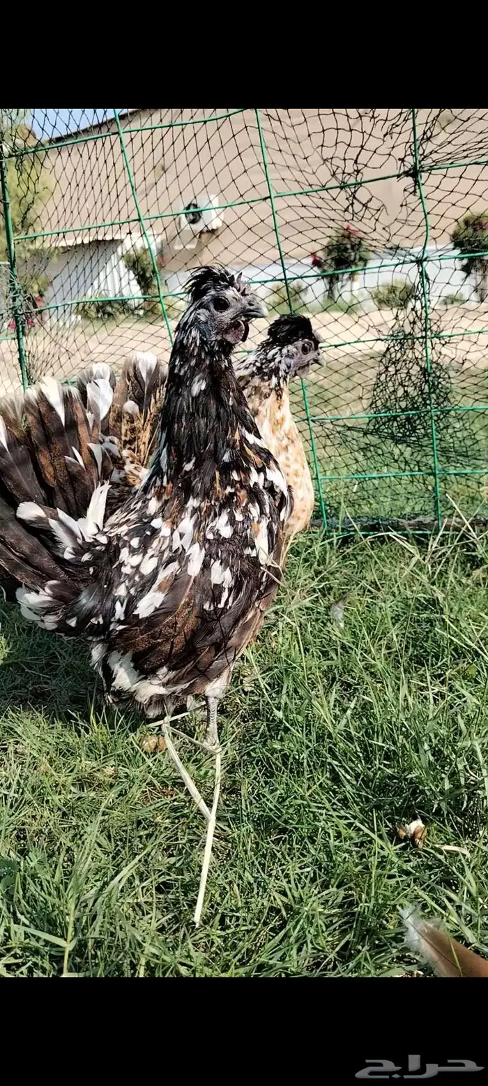 للبيع دجاجتين ماكنتوش 2