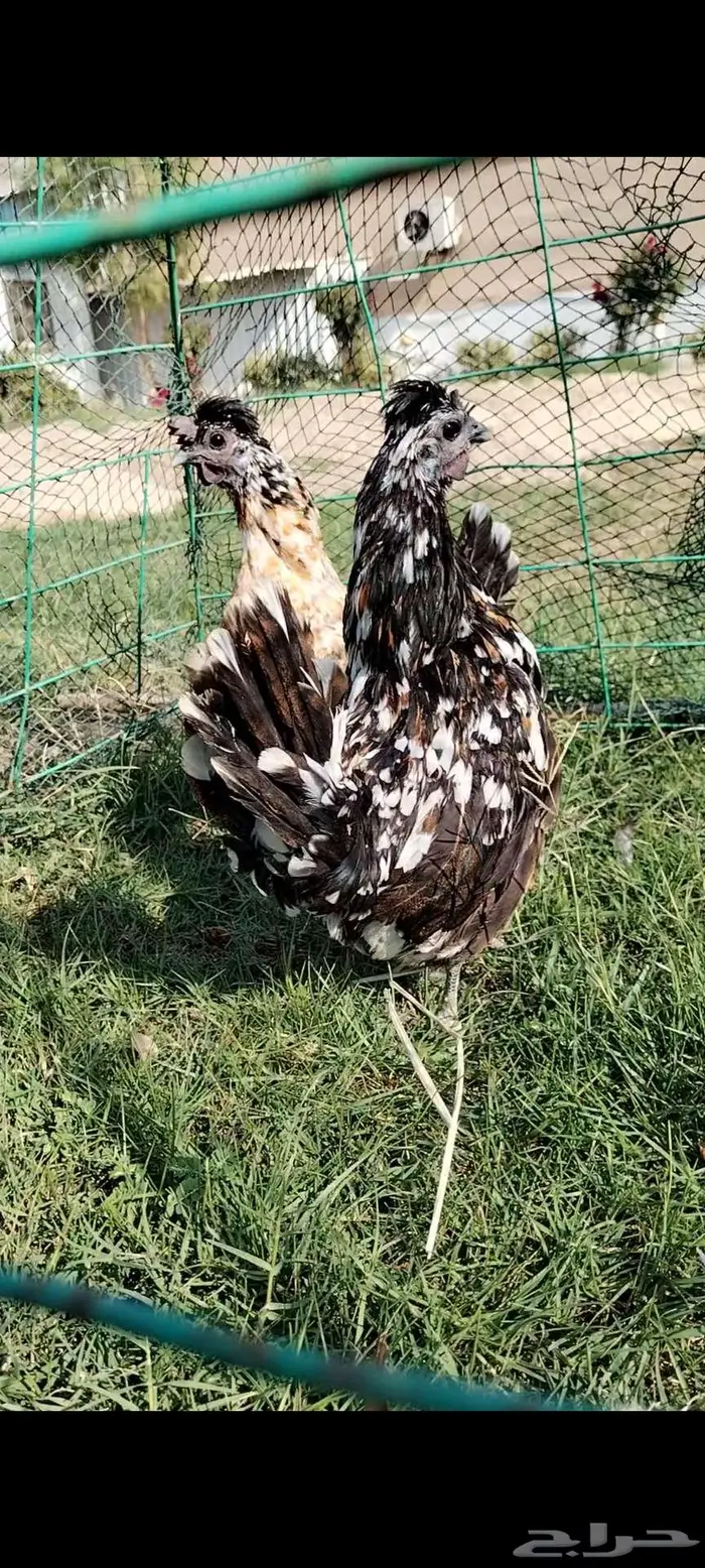 للبيع دجاجتين ماكنتوش 1