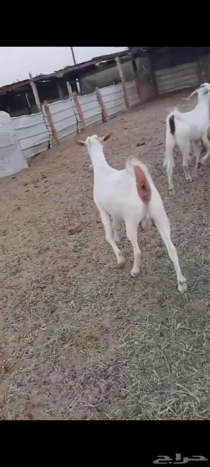 جفار دفيع. ومعزا خلفات 2