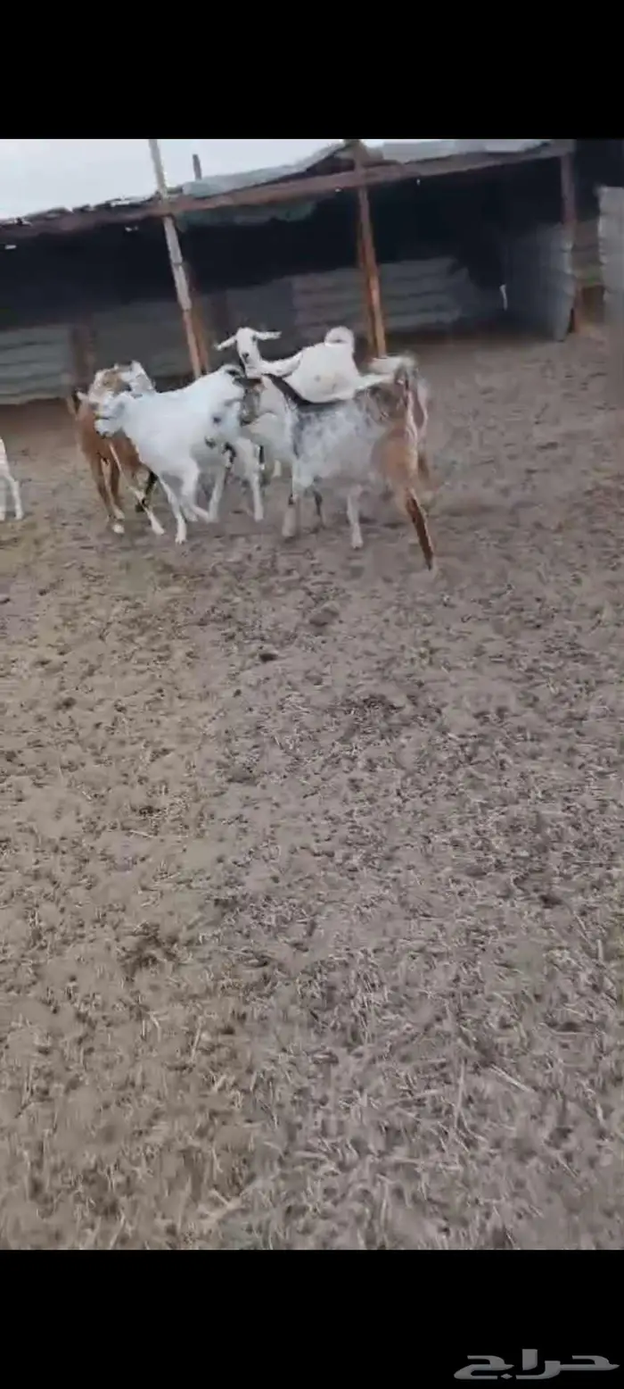 جفار دفيع. ومعزا خلفات 1