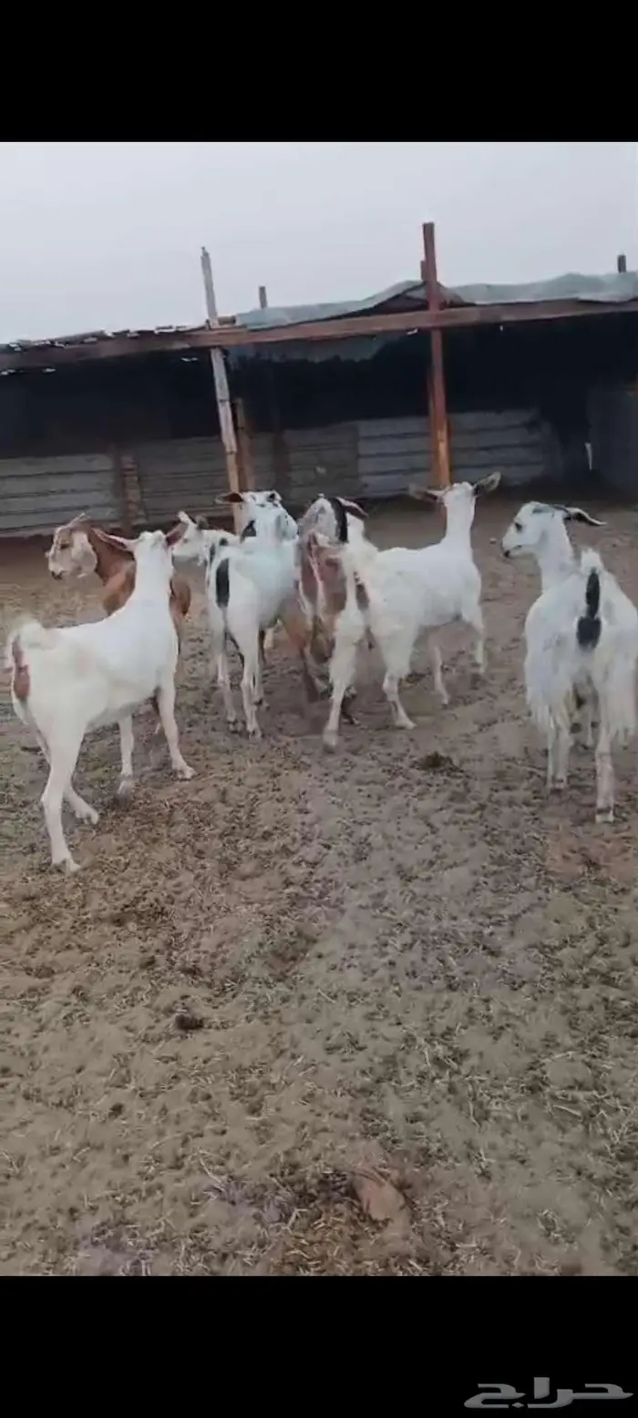 جفار دفيع. ومعزا خلفات 0