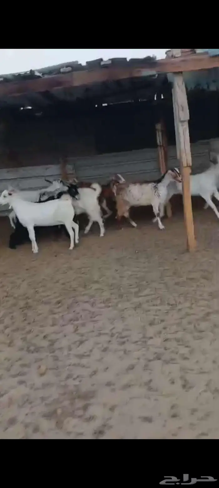 جفار دفيع. ومعزا خلفات 4