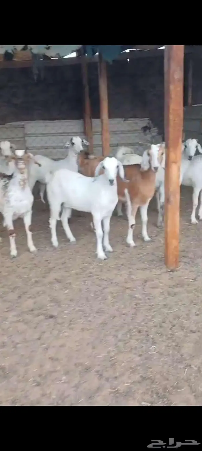 جفار دفيع. ومعزا خلفات 5