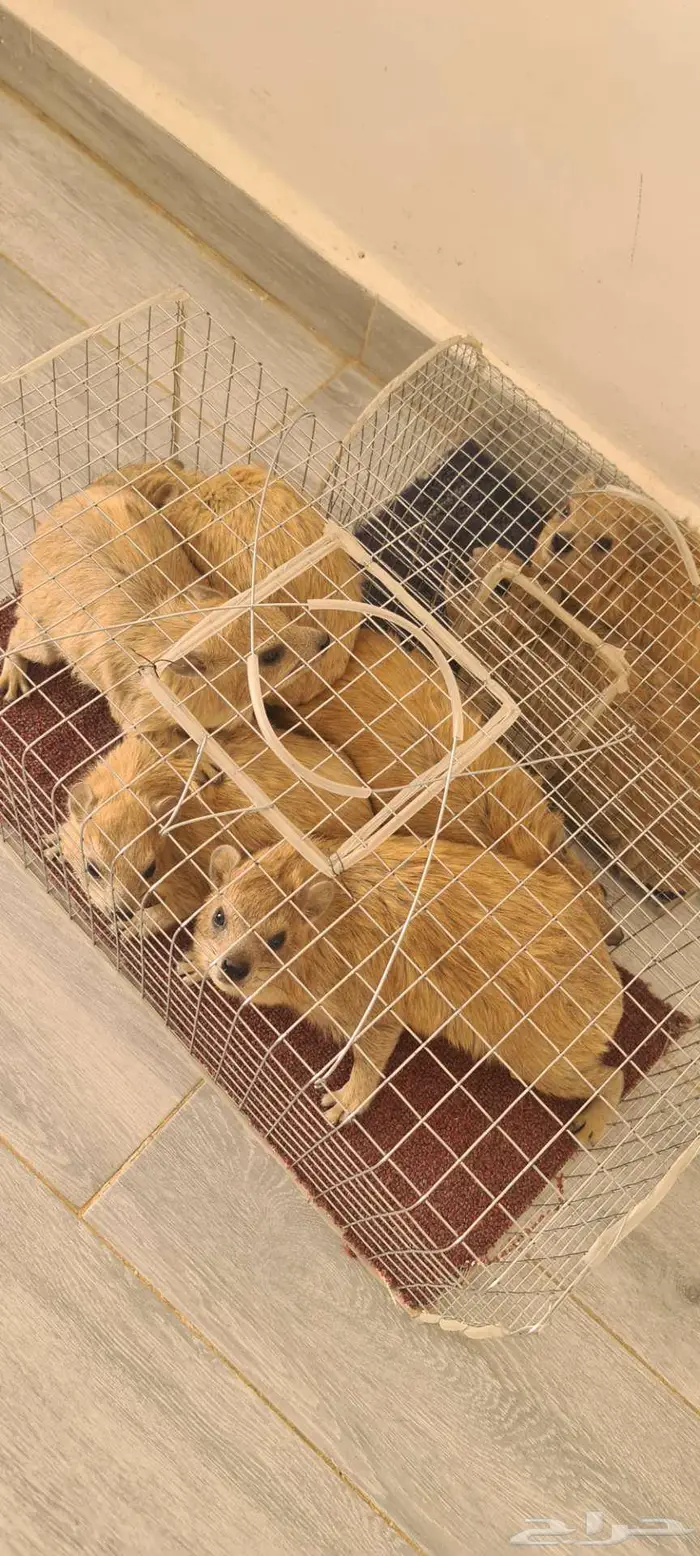 ارانب المارا الأرجنتيني 3