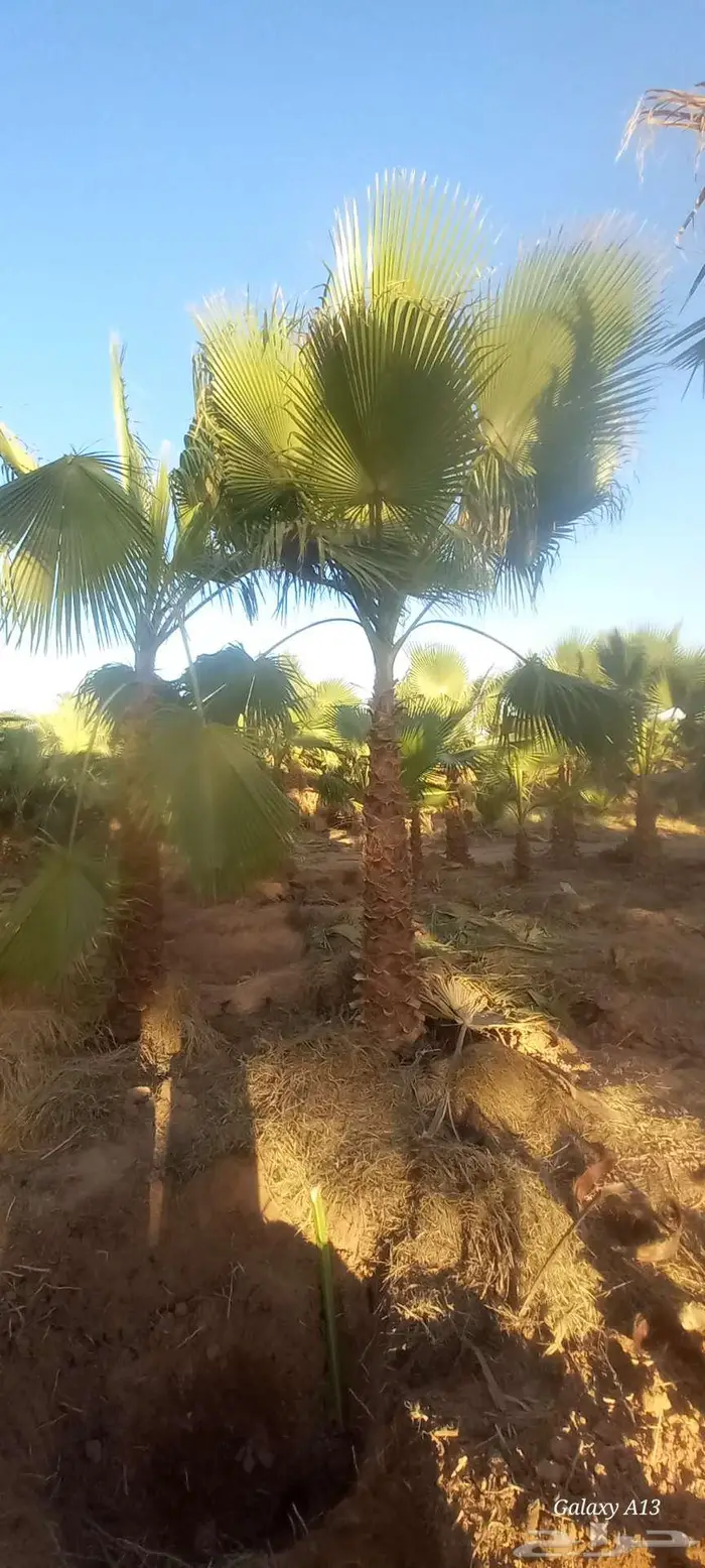 نخل واشنطني 0