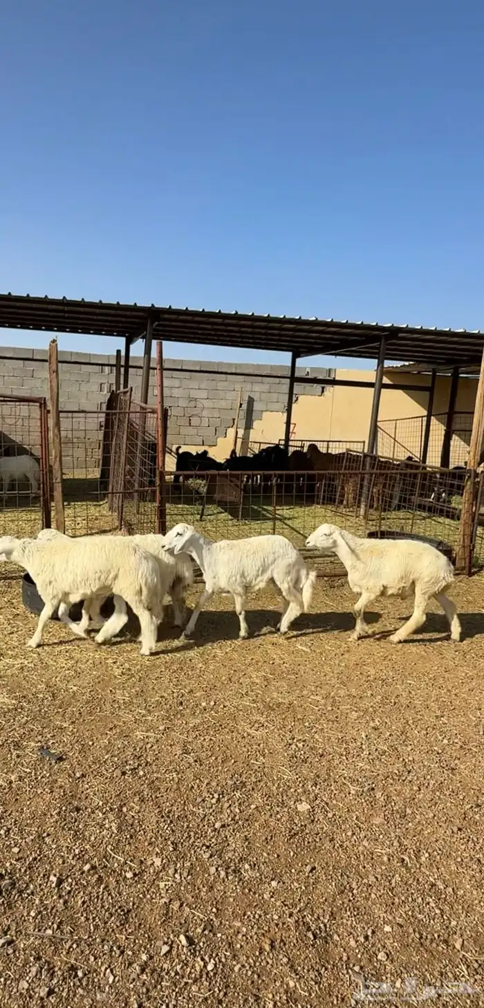 طليان وتيوس مخاصي و سواكن ذبائح للبيع كاش وتمارا مع الذبح و 5