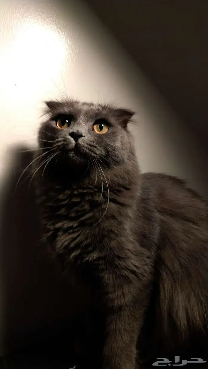 قط للتبني عاجل 0