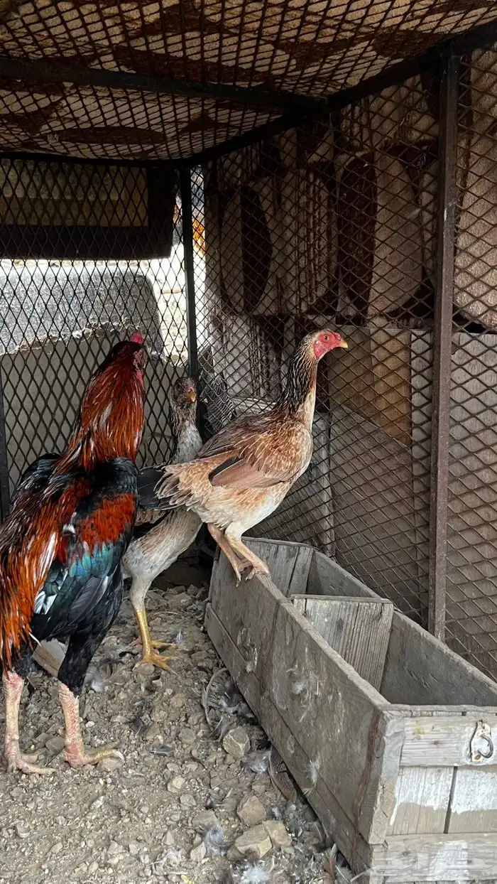 دجاج باكستاني فاخر ( تم البيع بارك الله للمشتري) 0