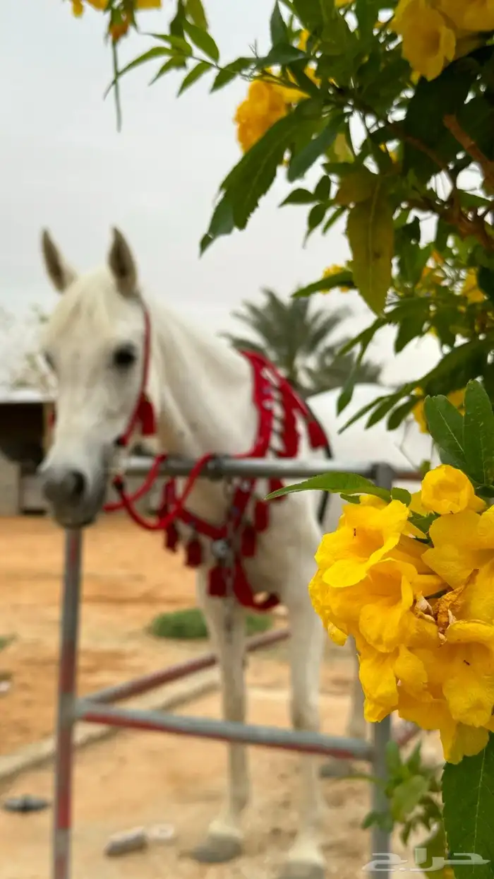 فرس شعبي لقاح ثمانيه شهور 1