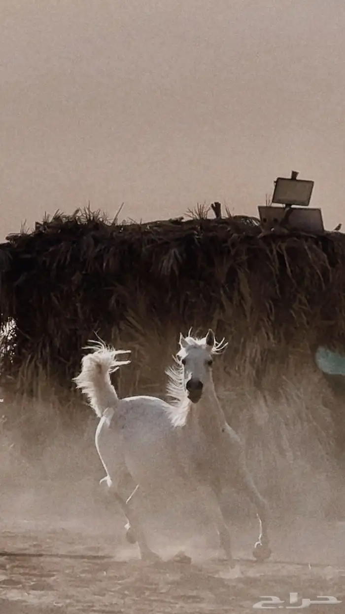 فرس شعبي لقاح ثمانيه شهور 4