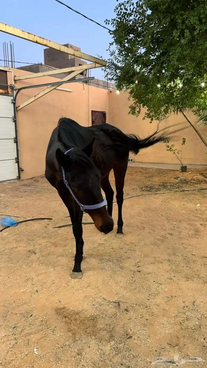 خيل ركوب الموقع الزلفي 2