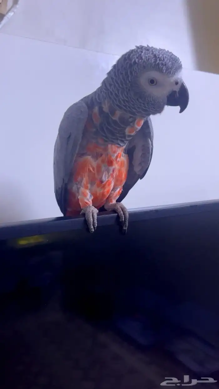 لبيع طير كاسكو 0