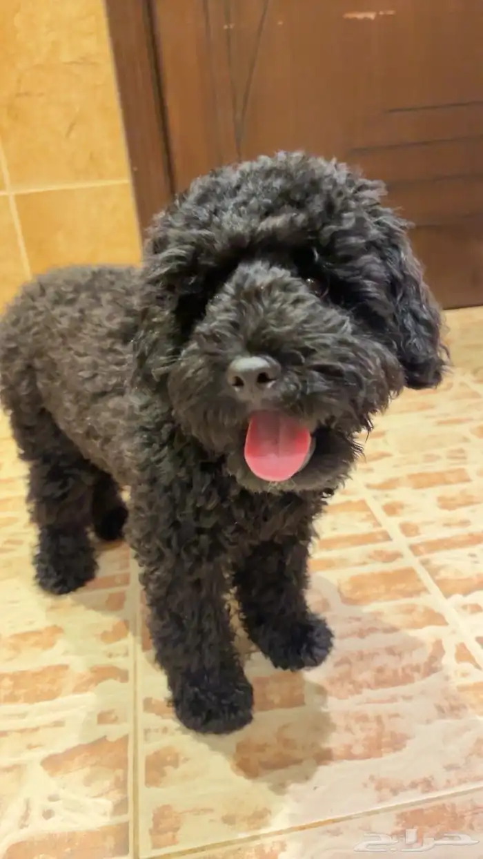 كلب بودل للبيع 0