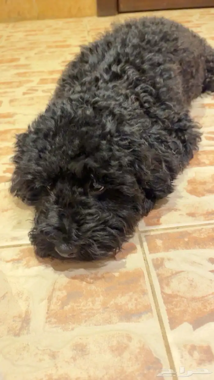 كلب بودل للبيع 2