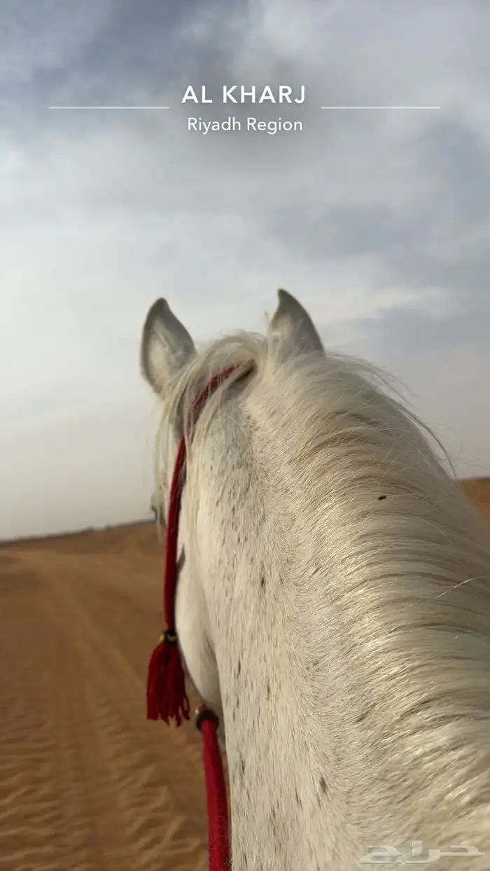 فرس شعبي لقاح ثمانيه شهور 3