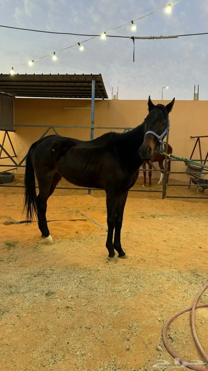 خيل ركوب الموقع الزلفي 3
