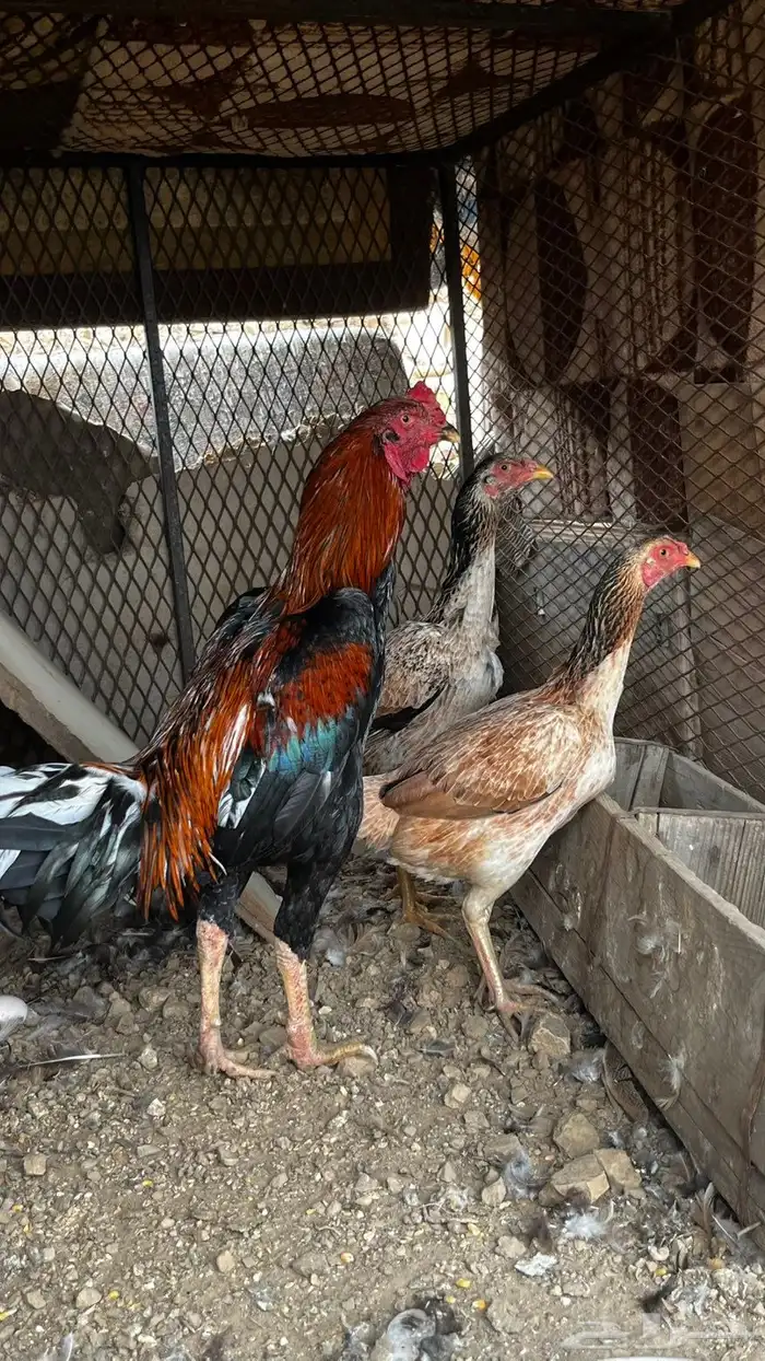 دجاج باكستاني فاخر ( تم البيع بارك الله للمشتري) 1