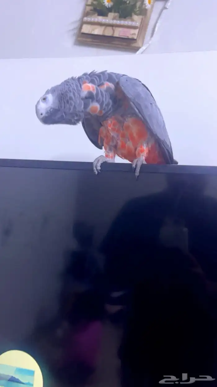 لبيع طير كاسكو 1