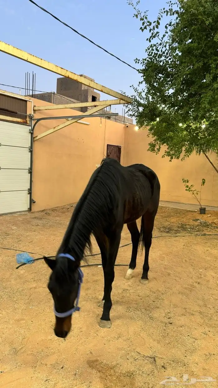 خيل ركوب الموقع الزلفي 0