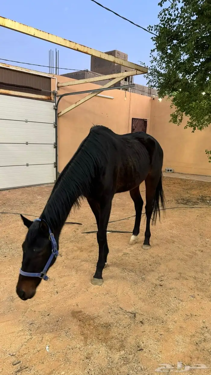 خيل ركوب الموقع الزلفي 1