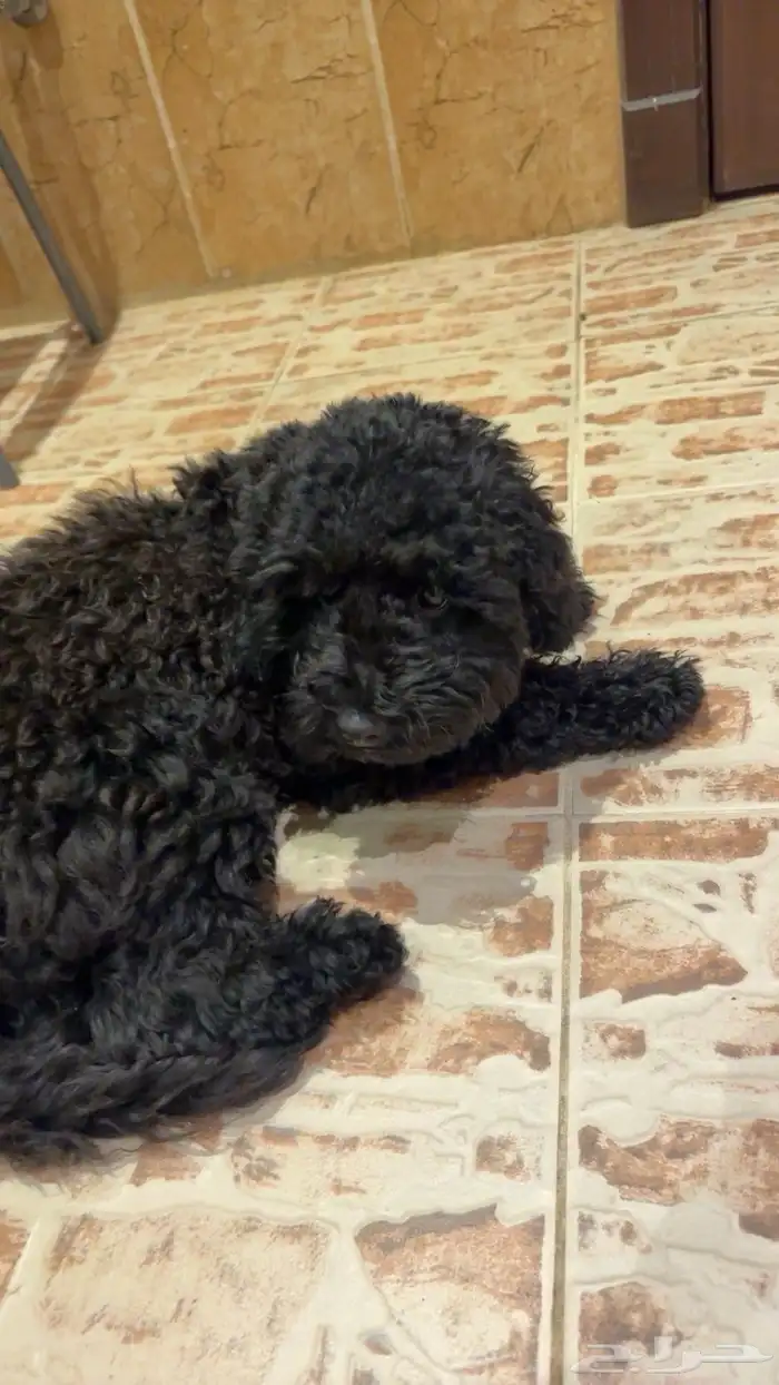 كلب بودل للبيع 1