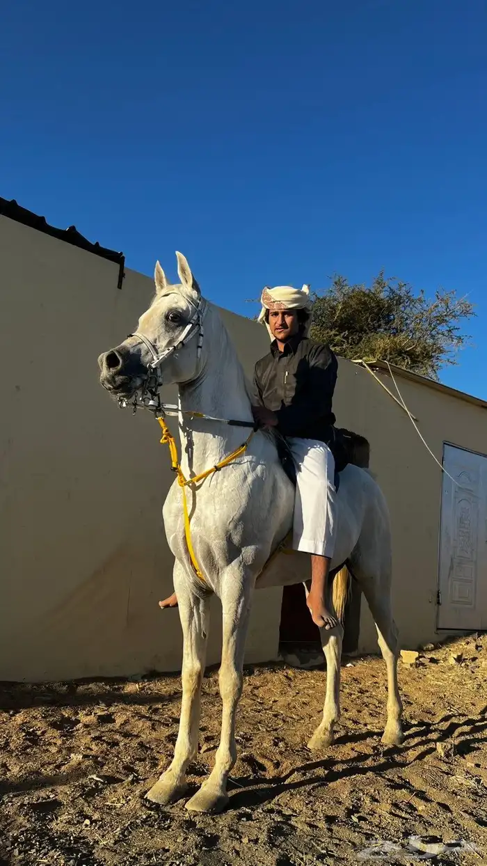 حصان مصري بيور 4