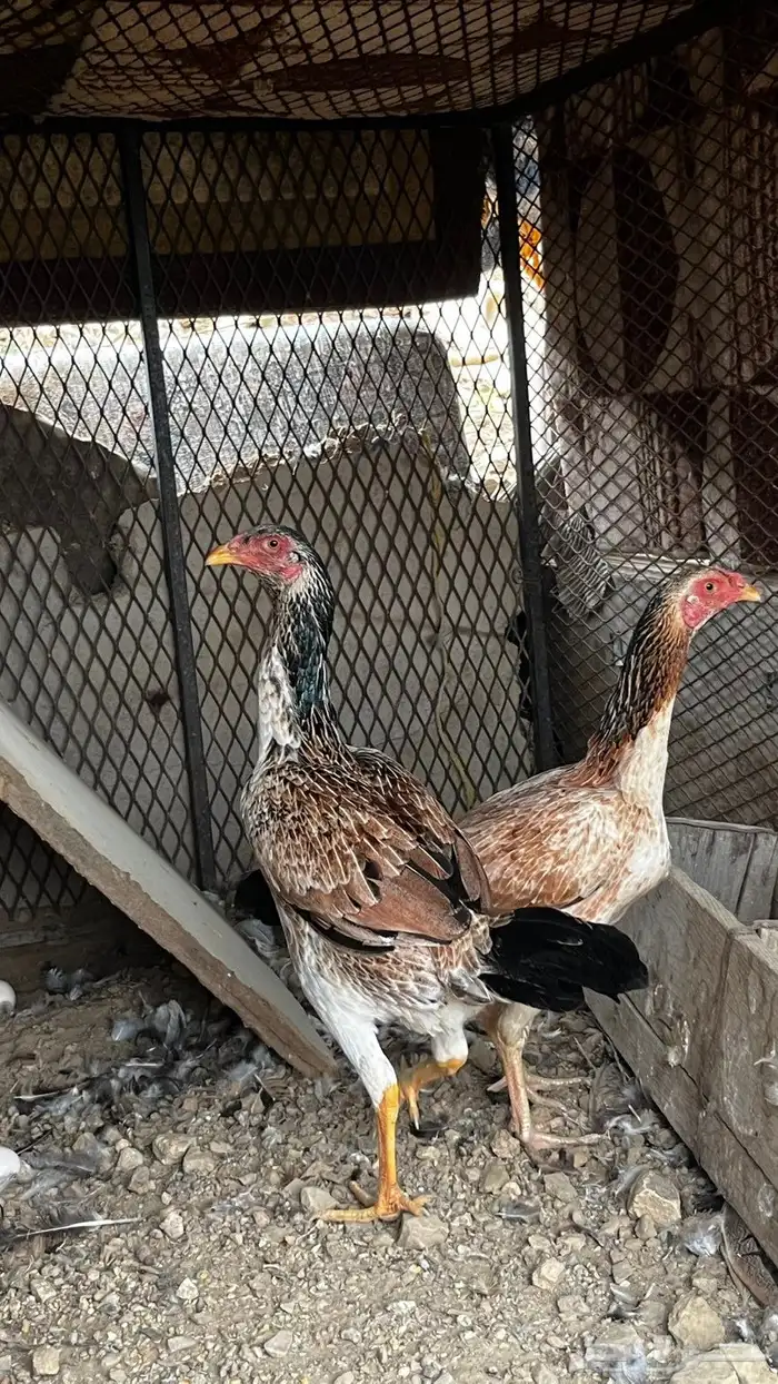 دجاج باكستاني فاخر ( تم البيع بارك الله للمشتري) 4