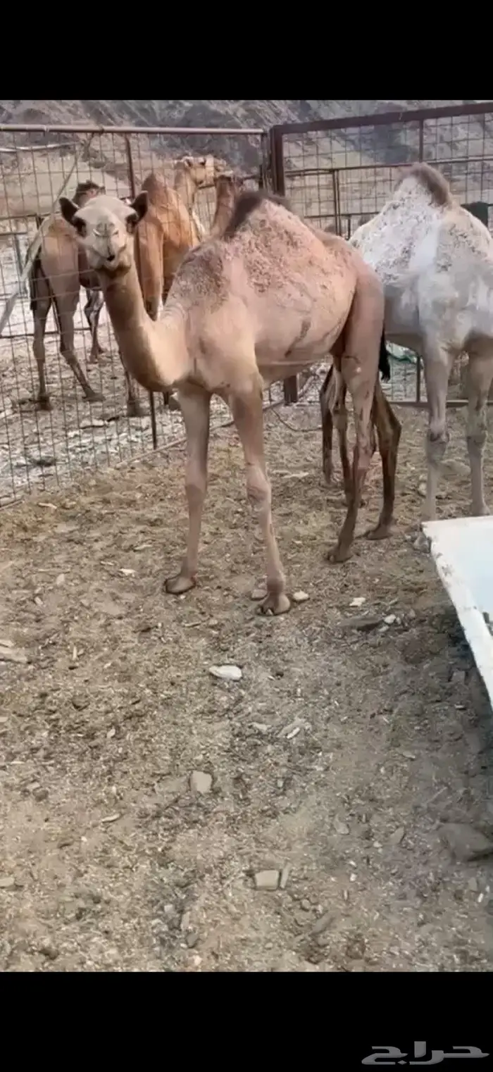 قعود وبكرة للبيع 0