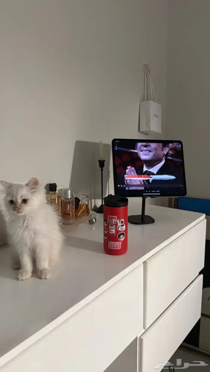 قط شيرازي للبيع العمر 3 شهور 0