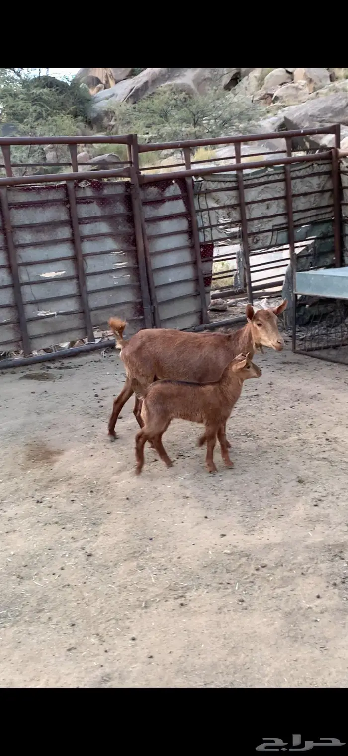 عنز وشاه متابيع 0