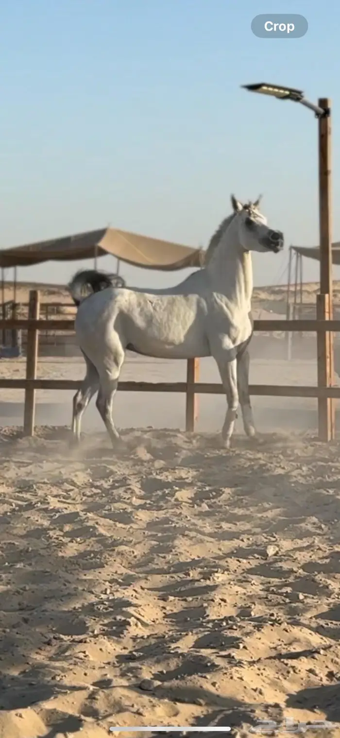 ايواء خيل في الدمام 0