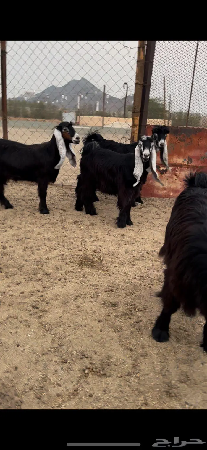 جذعات عوارض صنف معرفات دفيع 0