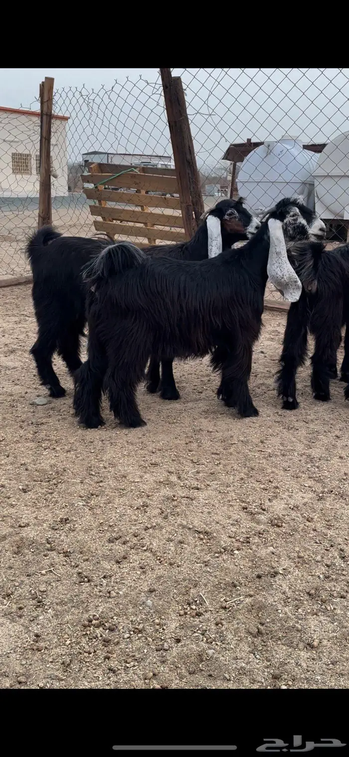 جذعات عوارض صنف معرفات دفيع 3