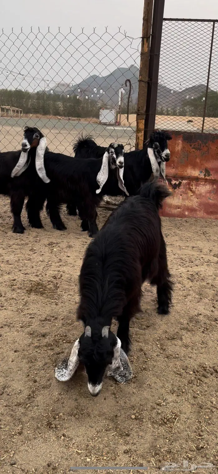 جذعات عوارض صنف معرفات دفيع 7