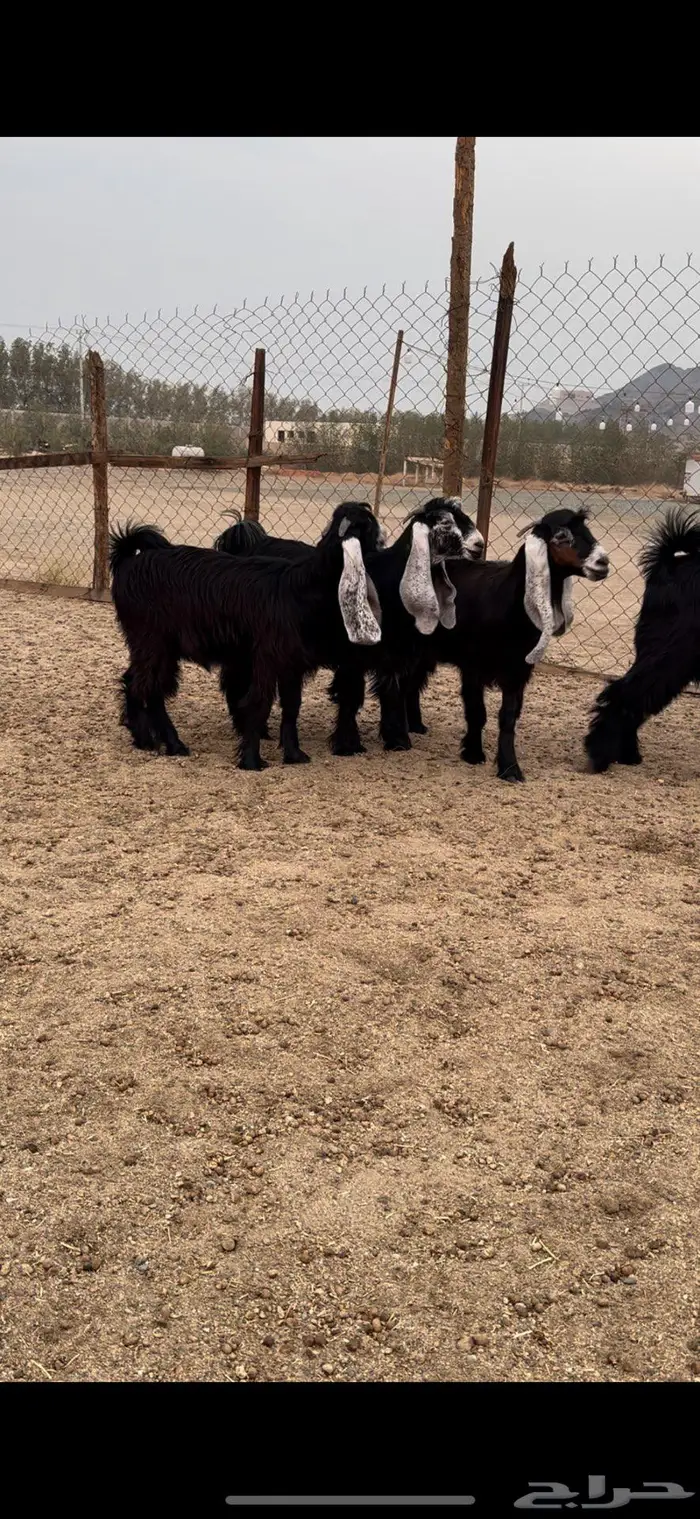 جذعات عوارض صنف معرفات دفيع 1