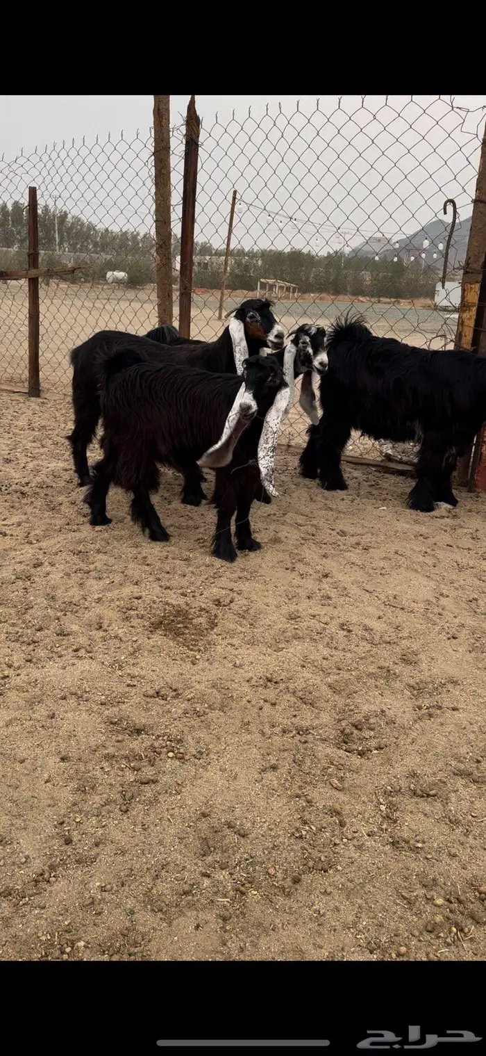 جذعات عوارض صنف معرفات دفيع 2