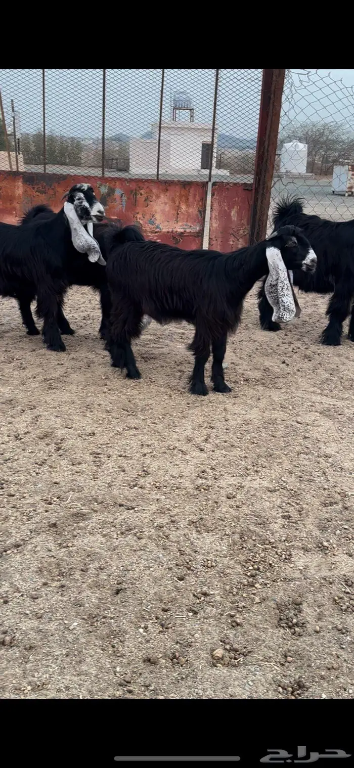 جذعات عوارض صنف معرفات دفيع 4