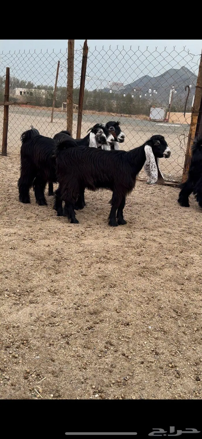 جذعات عوارض صنف معرفات دفيع 5