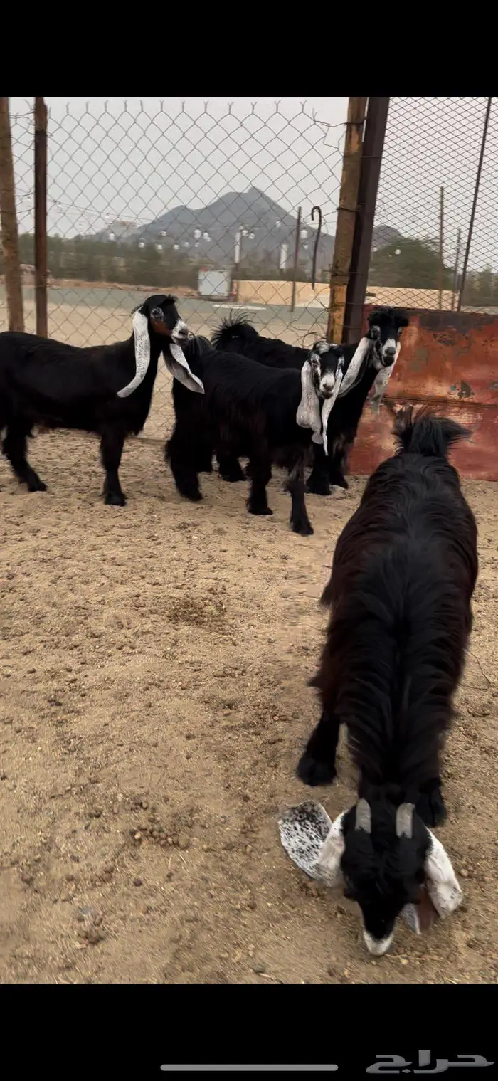 جذعات عوارض صنف معرفات دفيع 6