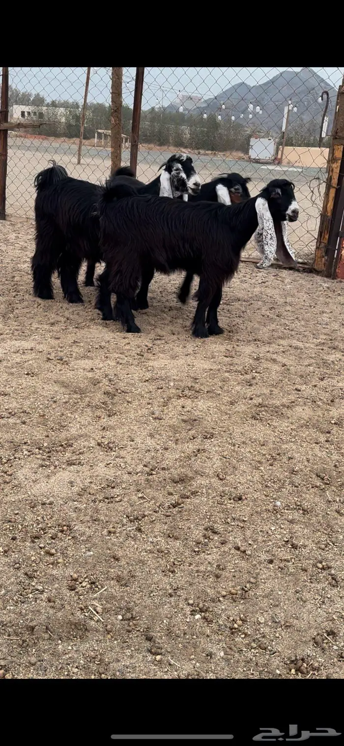 جذعات عوارض صنف معرفات دفيع 11